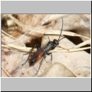 Priocnemis coriacea - Wegwespe 10mm w01a - Sandgrube Niedringhaussee det.jpg